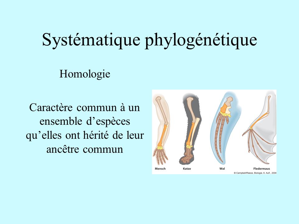 Syst matique Ibo ppt video online t l charger